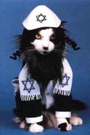  photo jewish_kitty.jpg