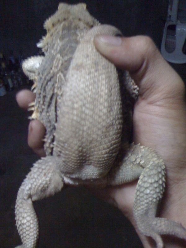 Help Sexing May Beardies • Bearded Dragon Org