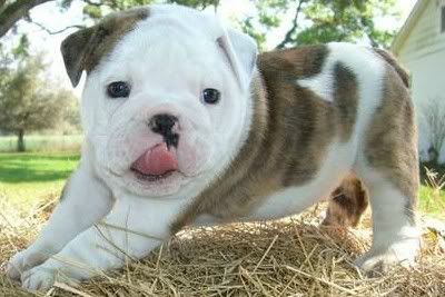 english bulldog 1 Pictures, Images and Photos