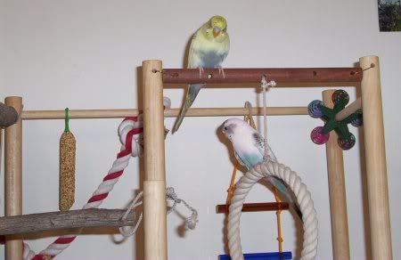 Playgym4.jpg