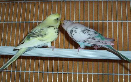 Kissing.jpg