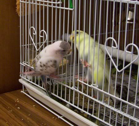 Meetingthroughthebars.jpg