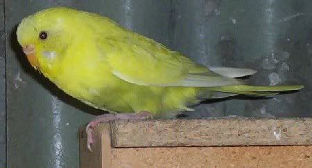 Pickles3.jpg
