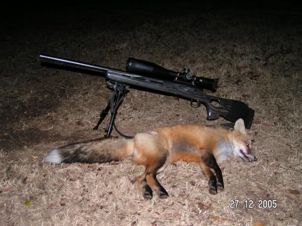 fox006.jpg