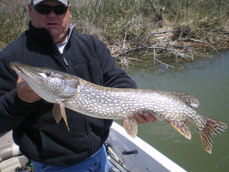 Southern Pike