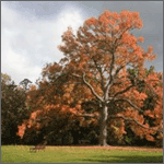 Autumn Autumn