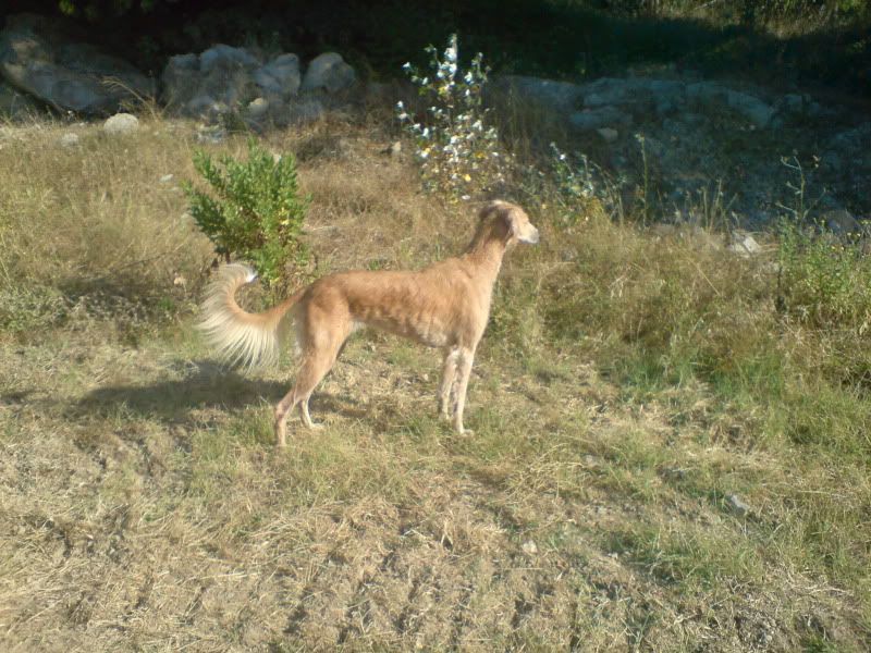 DSC00824.jpg