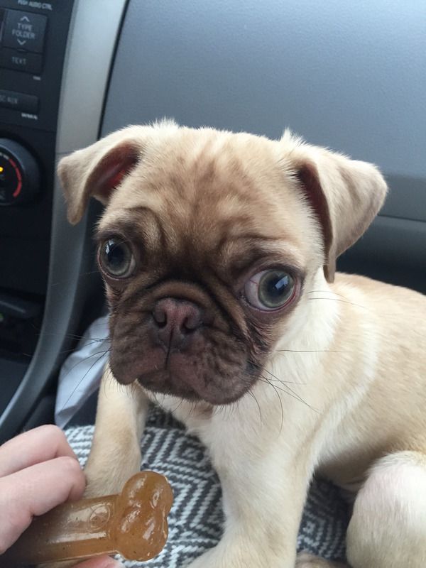 Help me identify my pug please!