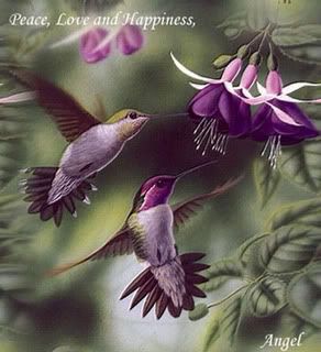 purple humming birds Pictures, Images and Photos