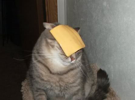 http://i27.photobucket.com/albums/c159/no1believedme/cheesecat.jpg