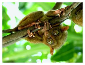 Tarsier_by_wioombeen.jpg