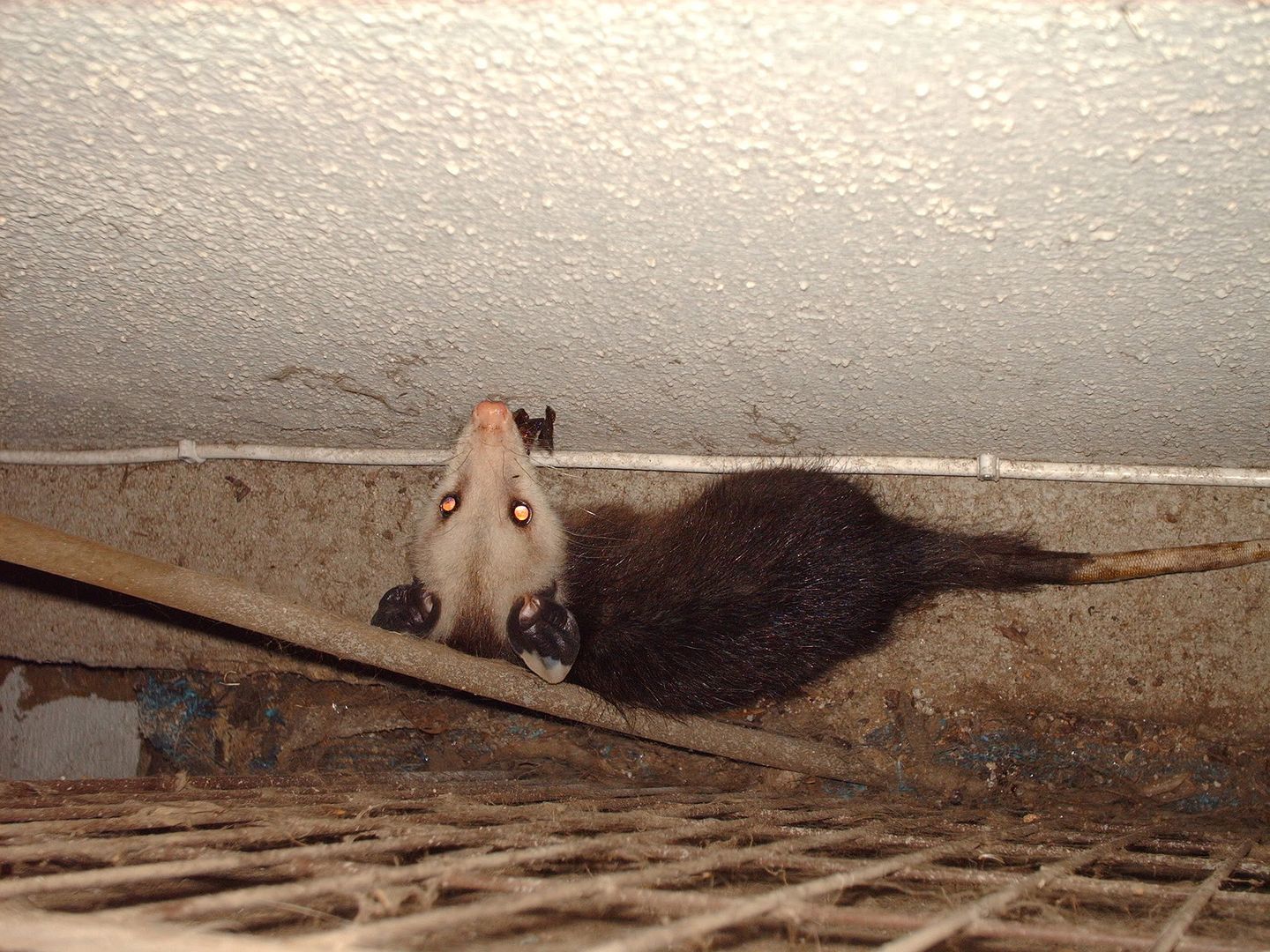Found A Possum Behind The AC Unit With Pics Ars Technica OpenForum