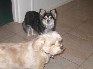 Frodo (long hair chihuahua) Jake (Maltipoo)