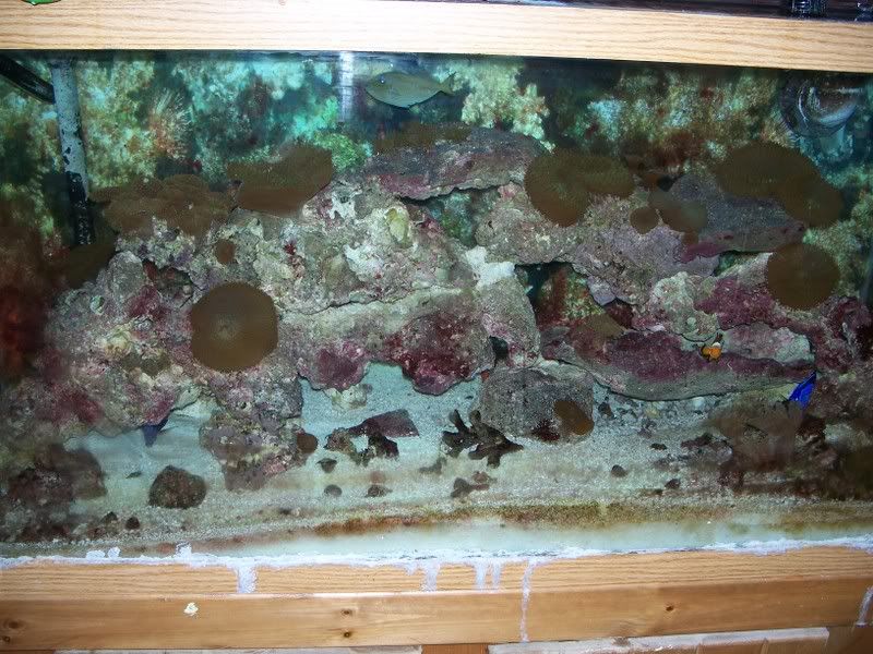 70lbs Super Premium Live Rock for Sale Kaelini and Fiji Reef