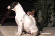 Forum Image: http://i27.photobucket.com/albums/c163/tesbes/62.gif