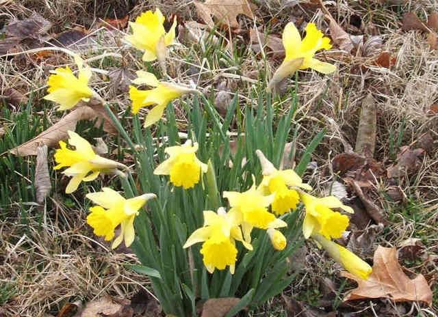 Daffodils1.jpg