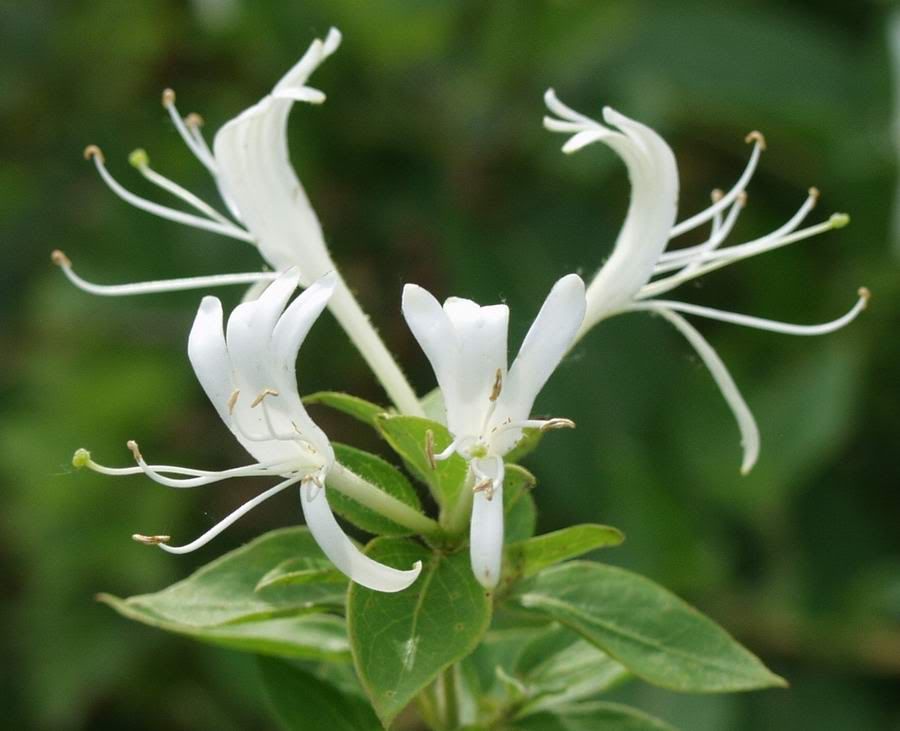 Honeysuckle Pictures, Images and Photos