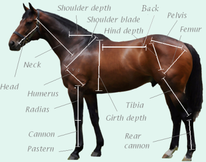 horse7_zpsd62a12f8.png