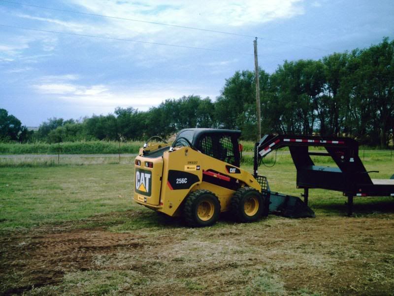 bobcat