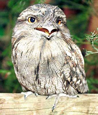 frogmouth.jpg