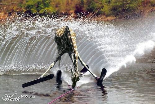 waterski.jpg