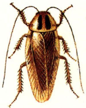 cockroach Pictures, Images and Photos