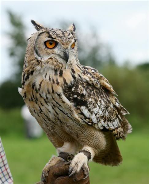 IMAGE: http://i27.photobucket.com/albums/c170/tj289/IMG_5762Medium.jpg