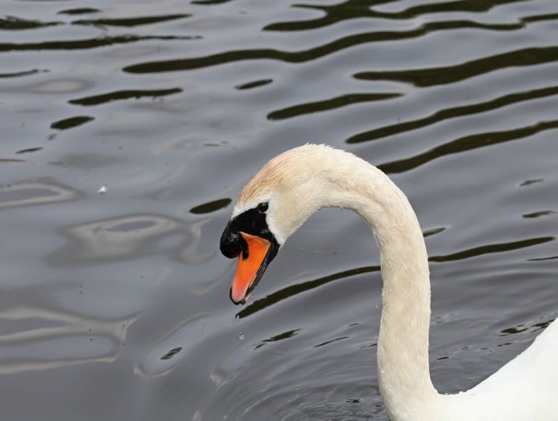 IMAGE: http://i27.photobucket.com/albums/c170/tj289/Longleat21-07-2012030.jpg