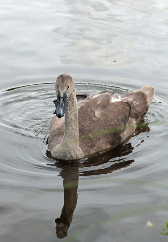 IMAGE: http://i27.photobucket.com/albums/c170/tj289/Longleat21-07-2012031.jpg