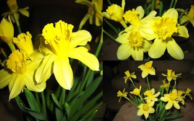 Narcissus Pictures, Images and Photos