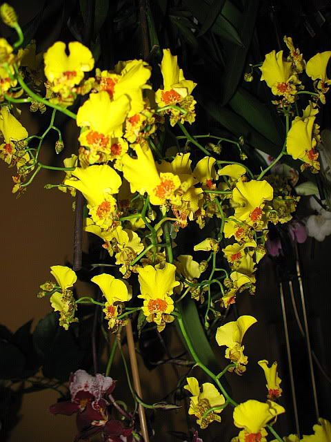 Sesque orchidea orchidea dracula on line articoli orchidea tattoo