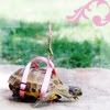 animals_turtle_03.jpg Animals - Turtle - 03 image by rsiasta_icons