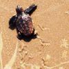 animals_turtle_04.jpg Animals - Turtle - 04 image by rsiasta_icons