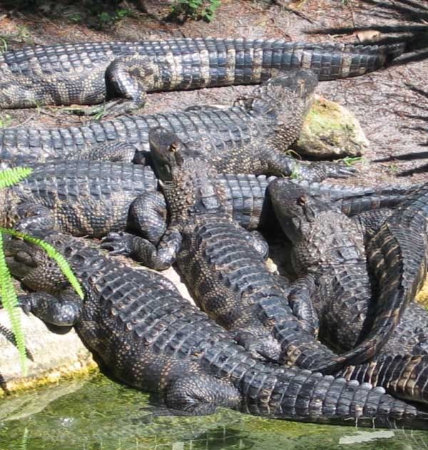Alligators.jpg