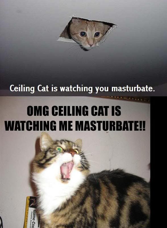 celing cat