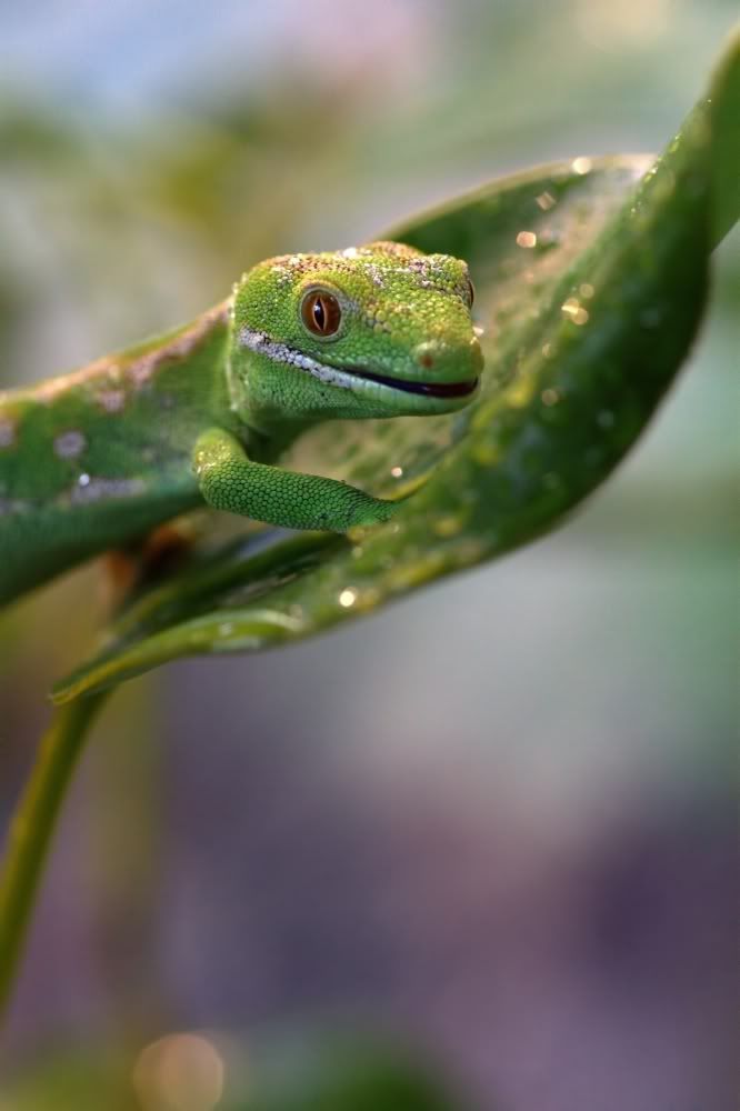 IMAGE: http://i27.photobucket.com/albums/c172/robdickinson/IMG_0597-1.jpg