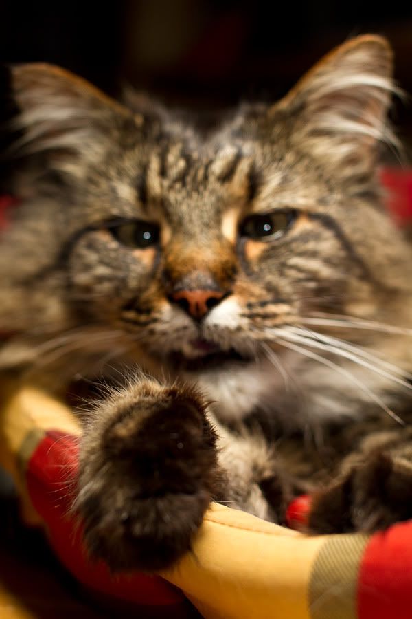 IMAGE: http://i27.photobucket.com/albums/c172/robdickinson/Merlinpaw.jpg