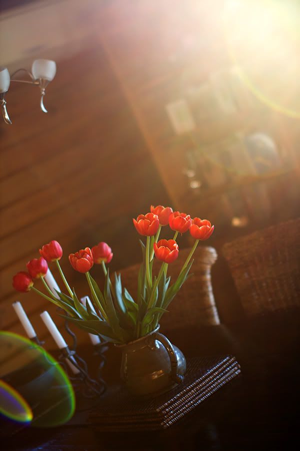 IMAGE: http://i27.photobucket.com/albums/c172/robdickinson/Tulipflair.jpg