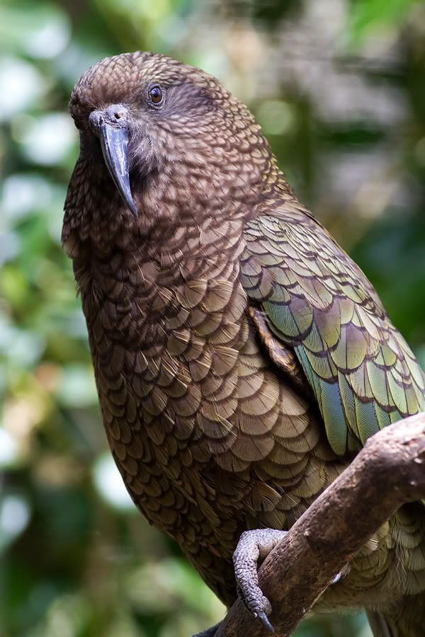 IMAGE: http://i27.photobucket.com/albums/c172/robdickinson/kea1-1.jpg