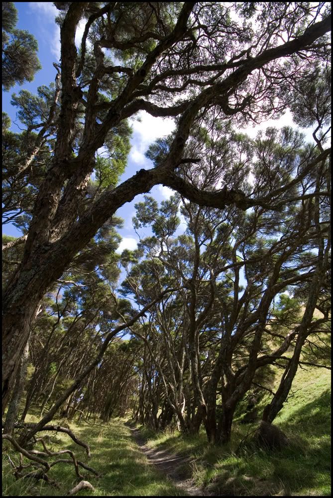 IMAGE: http://i27.photobucket.com/albums/c172/robdickinson/riwaka2/IMG_1151.jpg