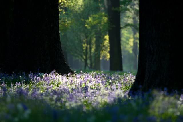 IMAGE: http://i27.photobucket.com/albums/c172/robdickinson/workcomp/littlehagley.jpg