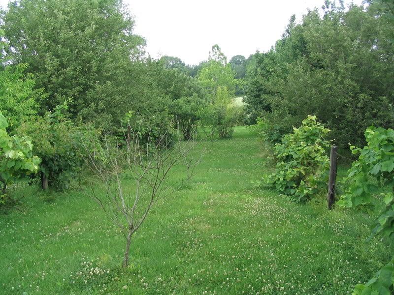 View of orchard