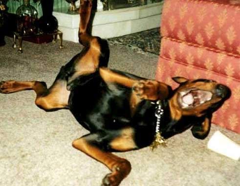 laughingdog.jpg laughing dog image by nana1802