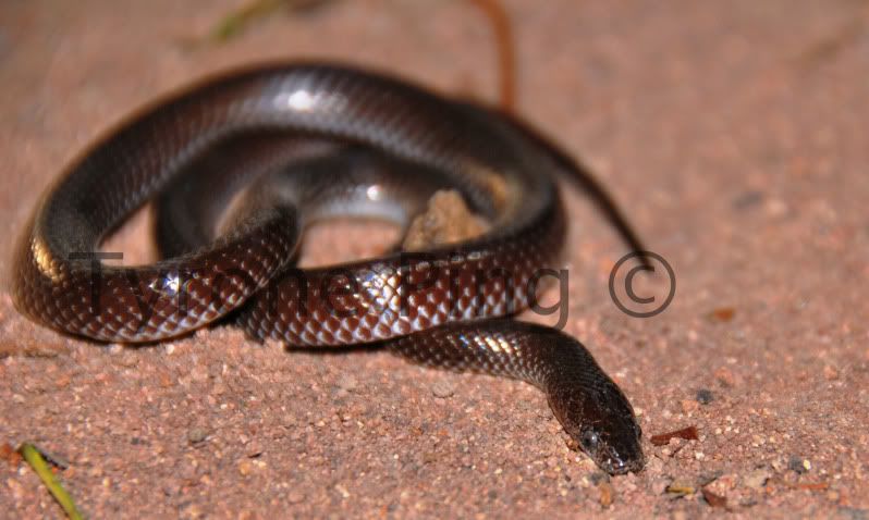 Stiletto Snake