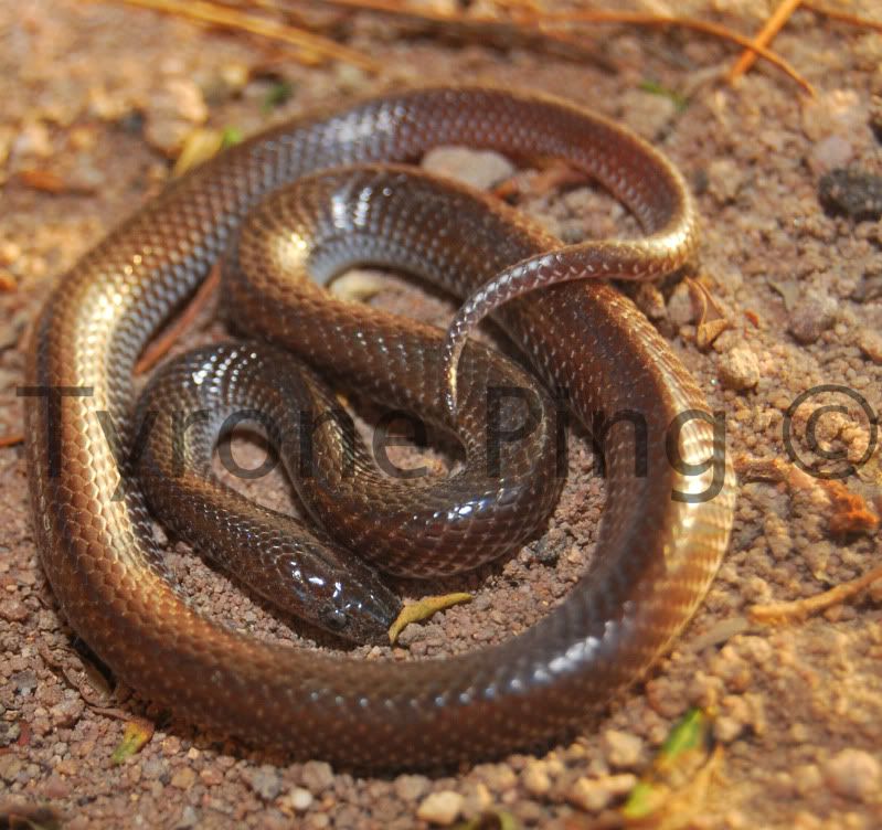 cape wolf snake