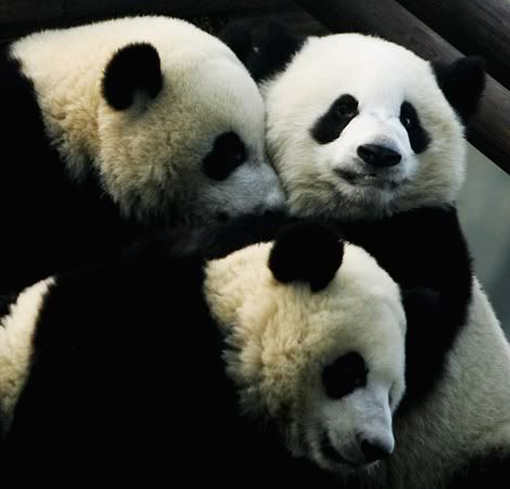 panda Pictures, Images and Photos