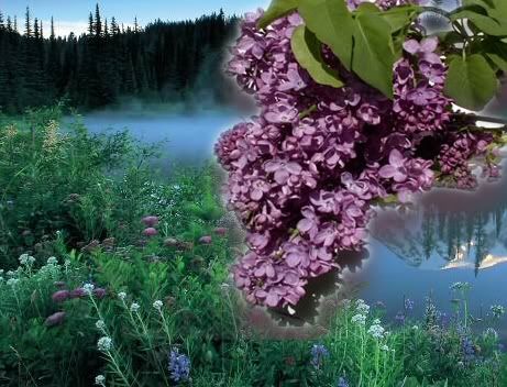 Lilacs in Spring Pictures, Images and Photos