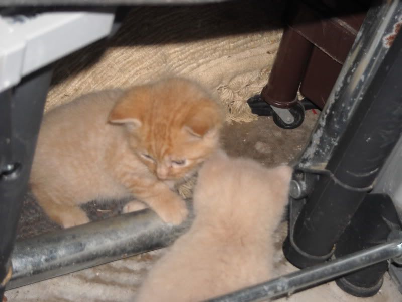 New kittens--another orange one and &quot;peaches&quot;