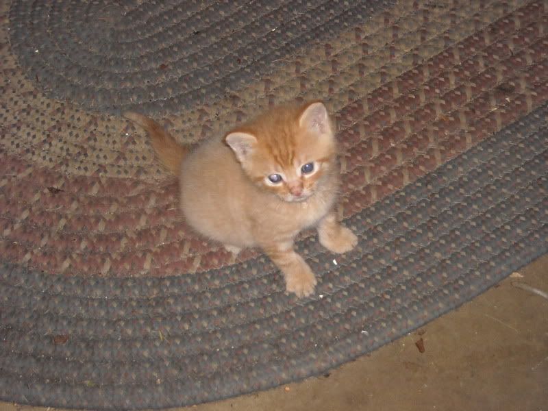 New kittens--orange one