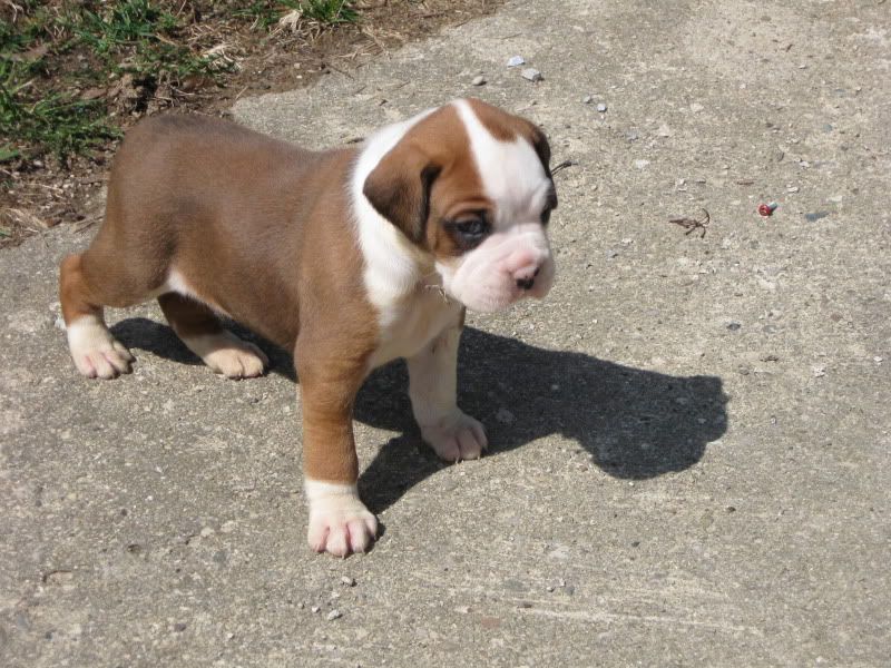 Thread: Boxer Puppies 4 sale pix have been added Thread: Boxer Puppies 4 sale pix have been added